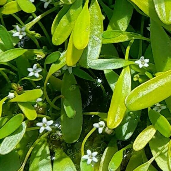 Limosella australis Floro