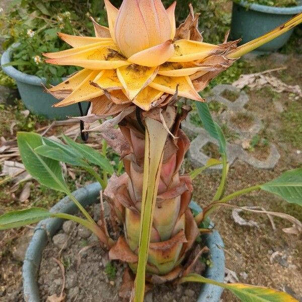 Musella lasiocarpa फूल