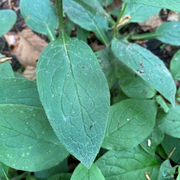 Symphytum tuberosum Blad