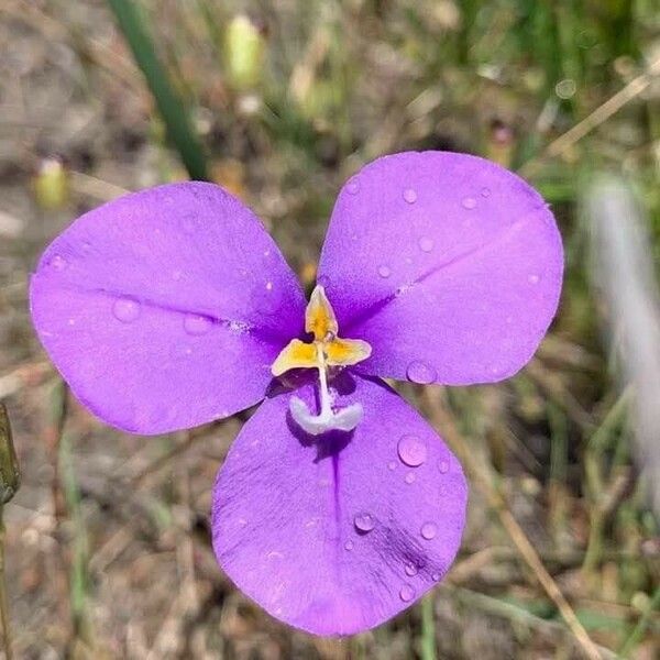 Patersonia sericea Λουλούδι