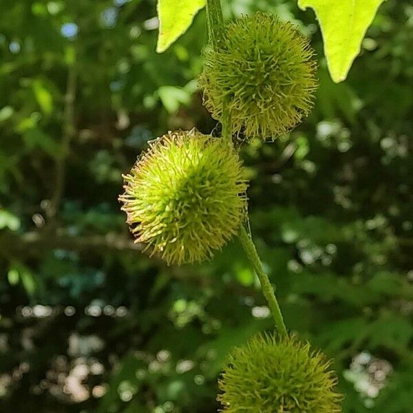 Platanus orientalis Плід