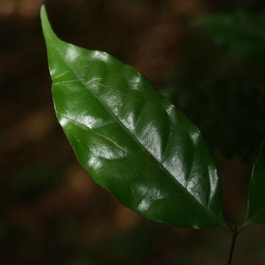 Eugenia patrisii Leaf