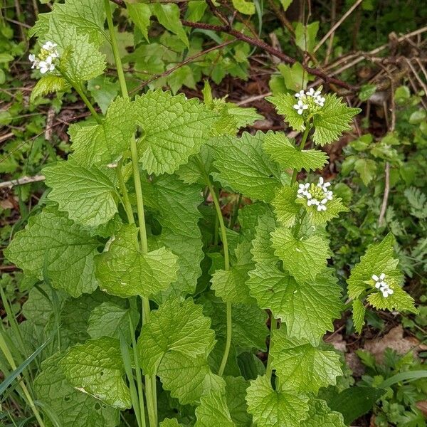 Alliaria petiolata Vekstform