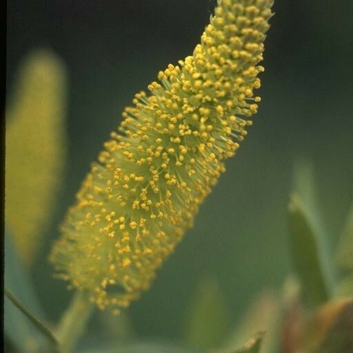 Salix laevigata Flower