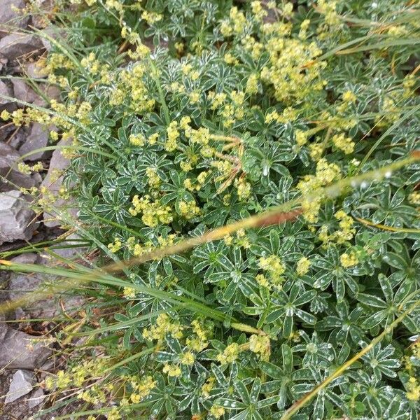 Alchemilla alpina Folio