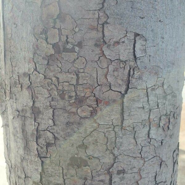 Podocarpus falcatus Bark