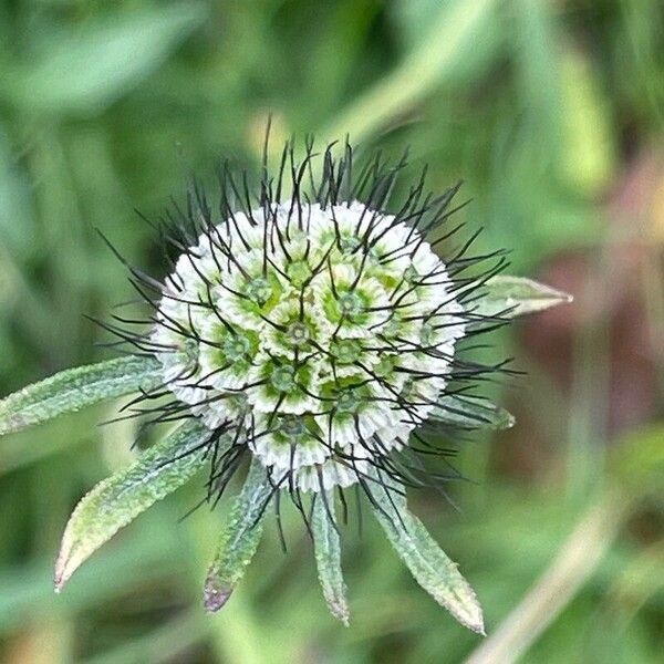 Scabiosa columbaria Ovoce