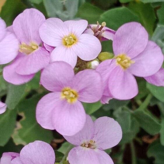 Arabis caucasica Flower