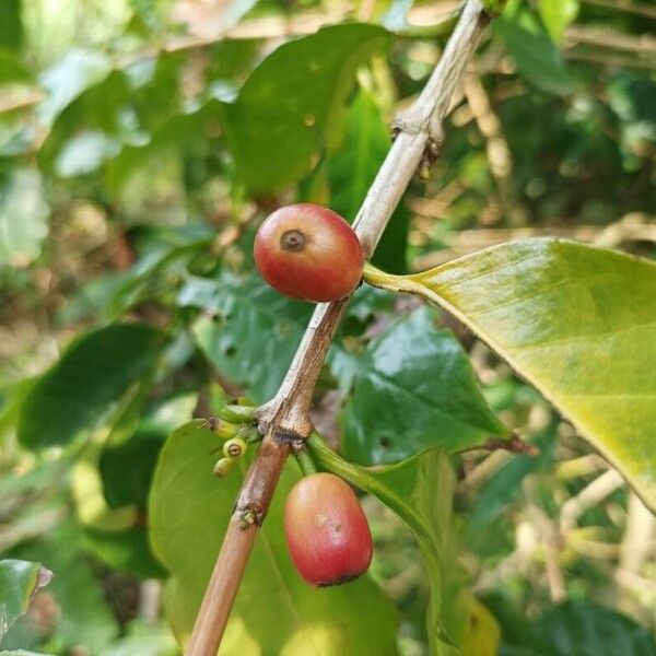 Coffea arabica Frukt