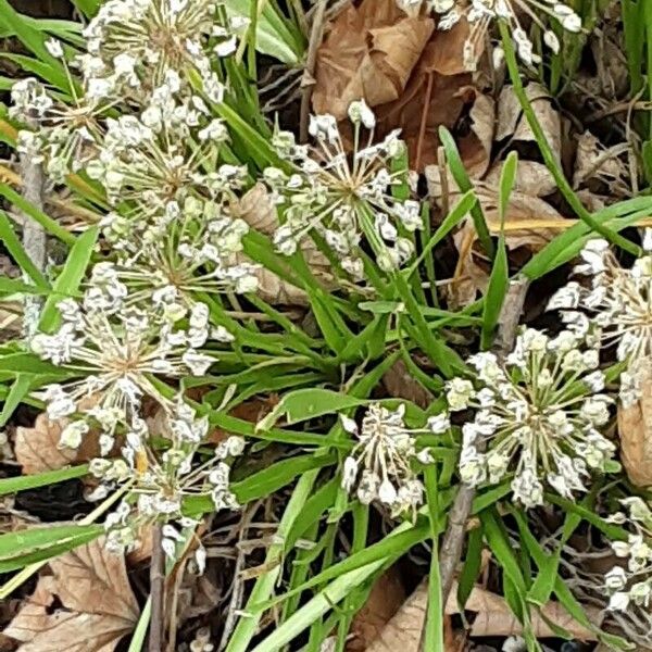 Allium tuberosum Fruit