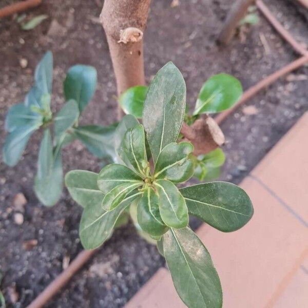 Pittosporum heterophyllum ഇല