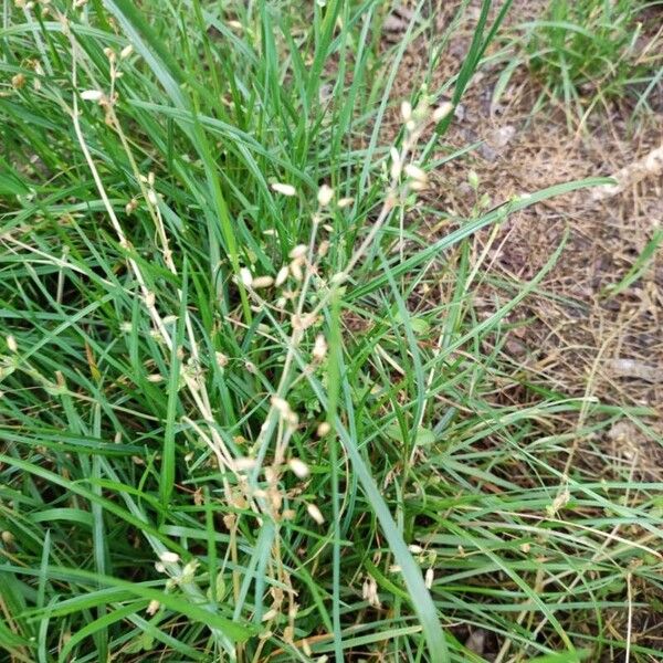 Spergula arvensis फूल