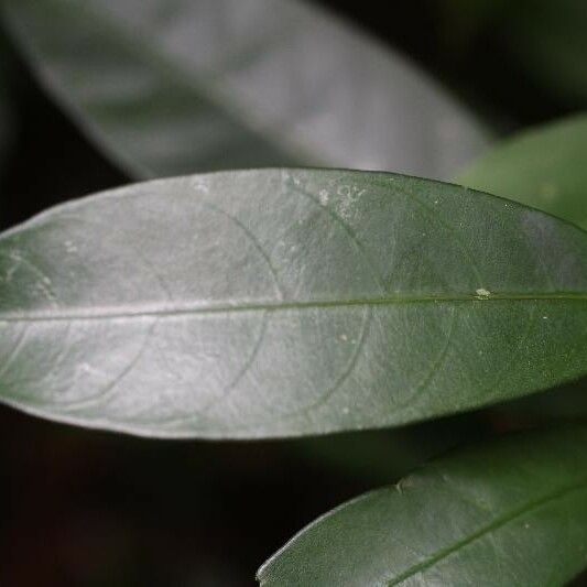 Tabernaemontana disticha Leaf