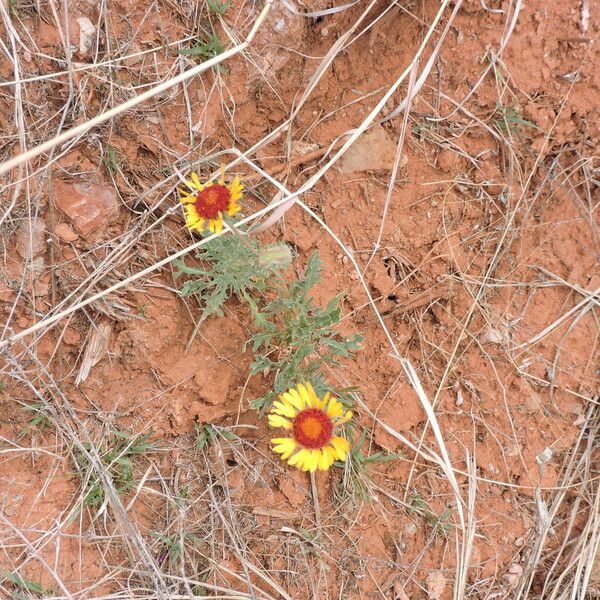 Gaillardia pinnatifida ശീലം