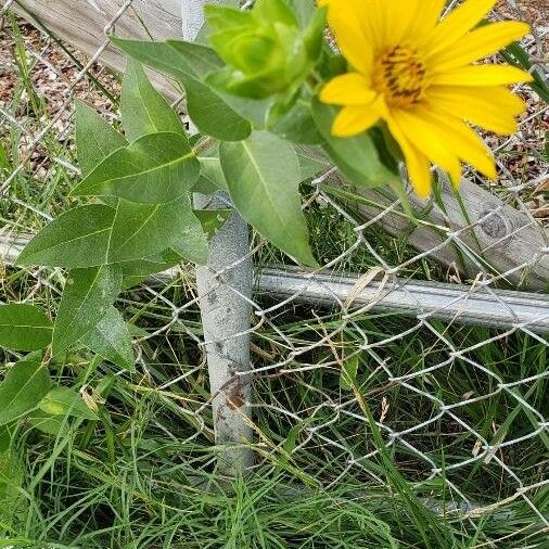 Helianthus pauciflorus Habit