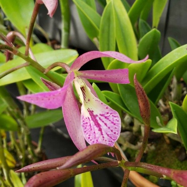 Brassavola nodosa Flower