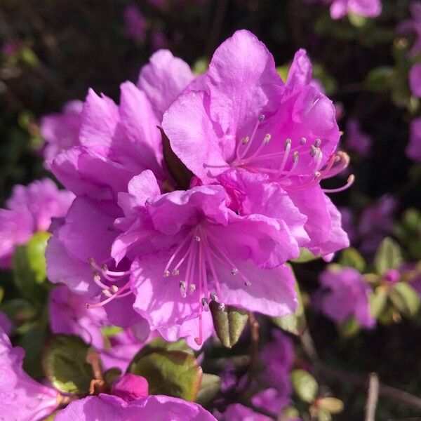 Rhododendron dauricum Fleur