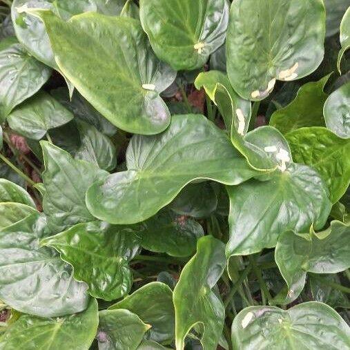 Alocasia cucullata ഇല