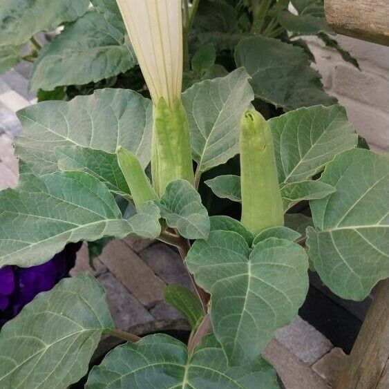 Datura innoxia Blomst