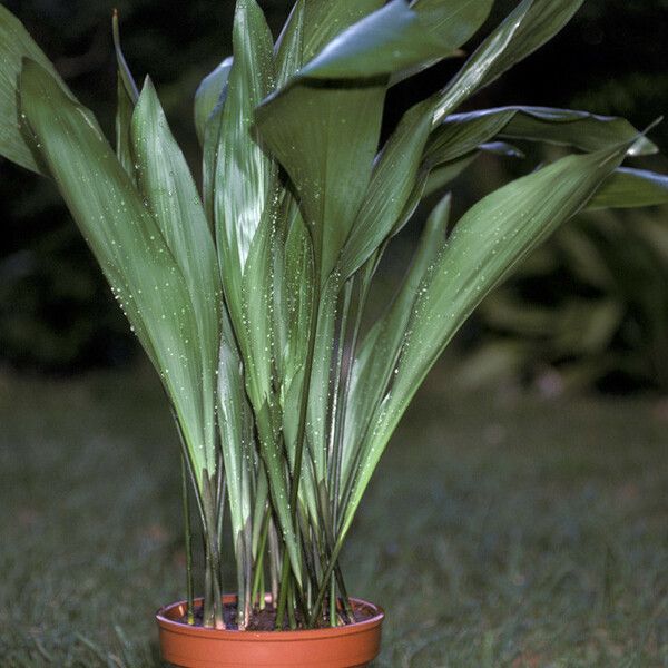 Aspidistra elatior 整株植物