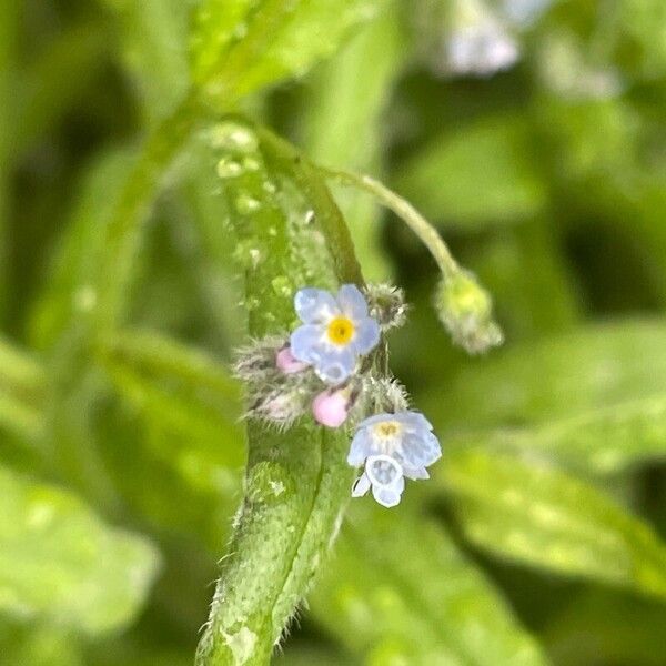 Myosotis arvensis Flor