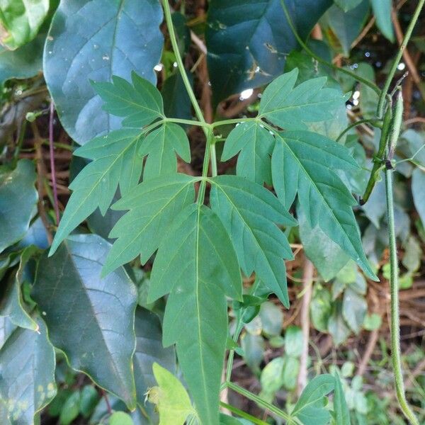 Cardiospermum halicacabum ഇല