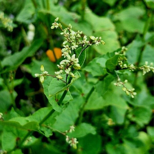 Fagopyrum tataricum പുഷ്പം