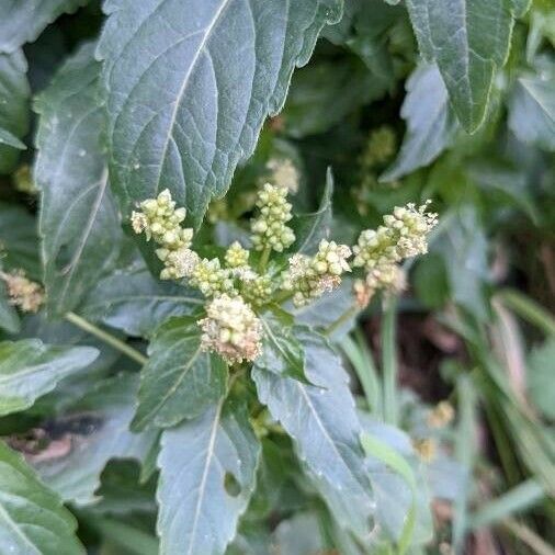 Mercurialis annua Kvet