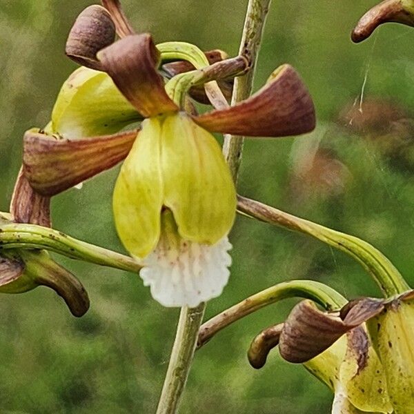 Eulophia petersii Λουλούδι