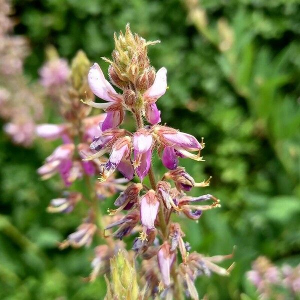 Desmodium canadense Blüte