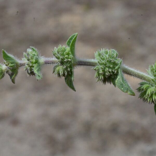 Mentha pulegium Gyümölcs