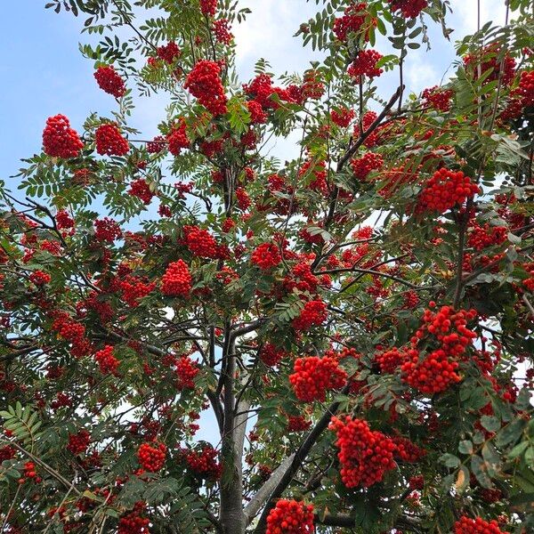 Sorbus aucuparia عادت داشتن