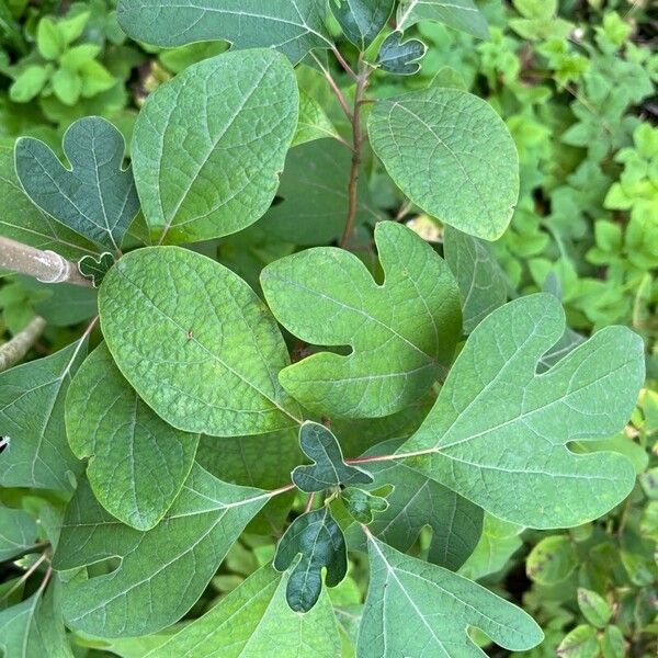 Sassafras albidum Leaf