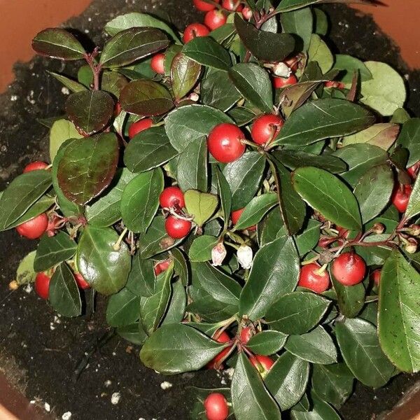 Gaultheria procumbens Ліст