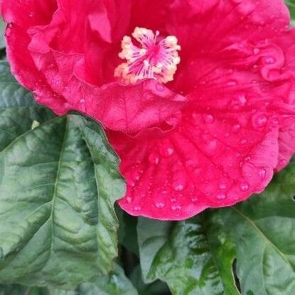 Hibiscus moscheutos Flor