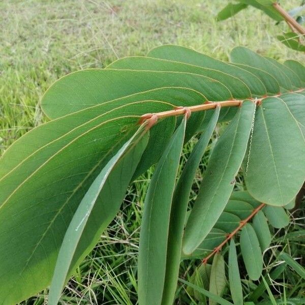 Senna alata Leaf