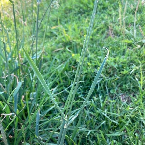 Dactylis glomerata Blad