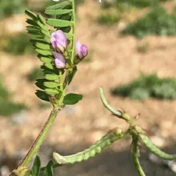 Biserrula pelecinus 花