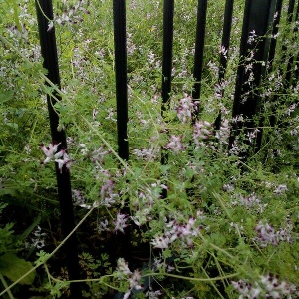 Fumaria occidentalis Folha