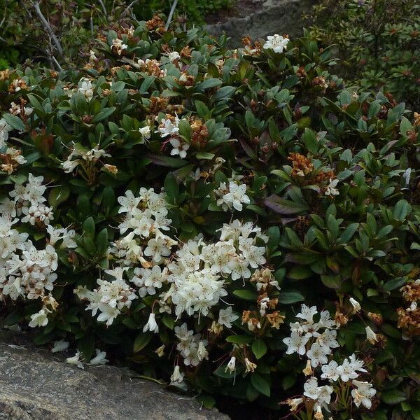 Rhododendron hanceanum 花