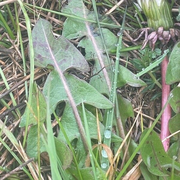 Taraxacum officinale Leaf