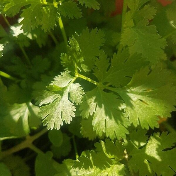 Coriandrum sativum Leaf