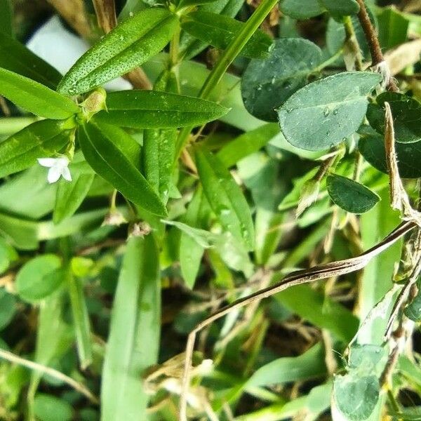 Oldenlandia lancifolia Leaf