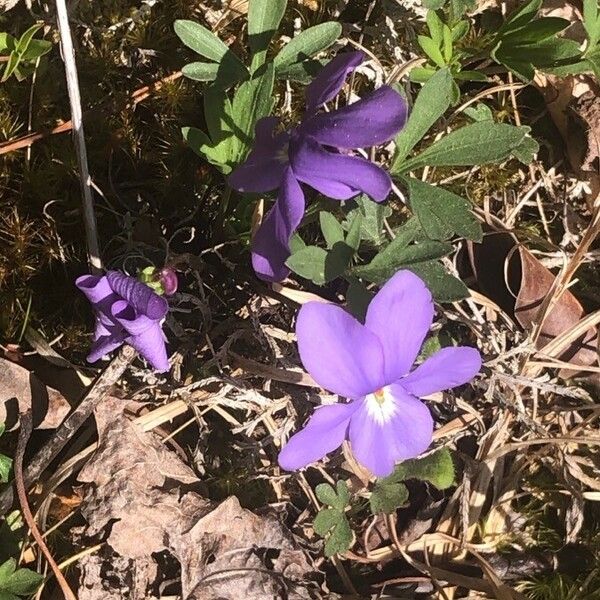 Viola pedata Flor