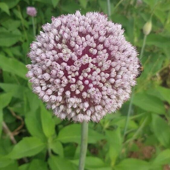 Allium ampeloprasum Цвят