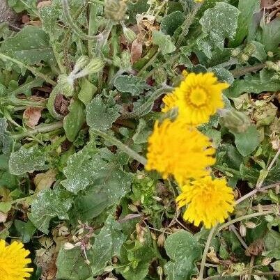 Crepis sancta Habit