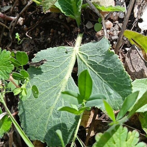 Opopanax chironium Листок