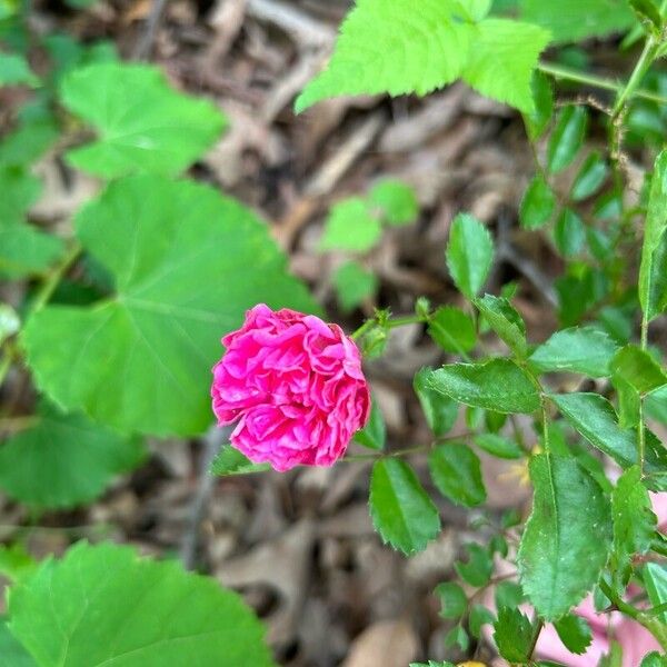 Rosa gallica Květ