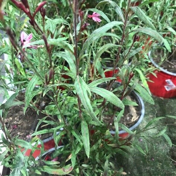 Gaura lindheimeri 整株植物