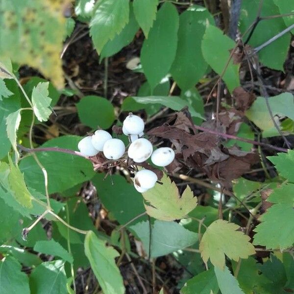 Actaea pachypoda Gyümölcs